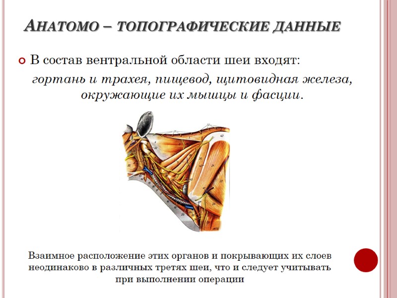 Анатомо – топографические данные В состав вентральной области шеи входят:  гортань и трахея,